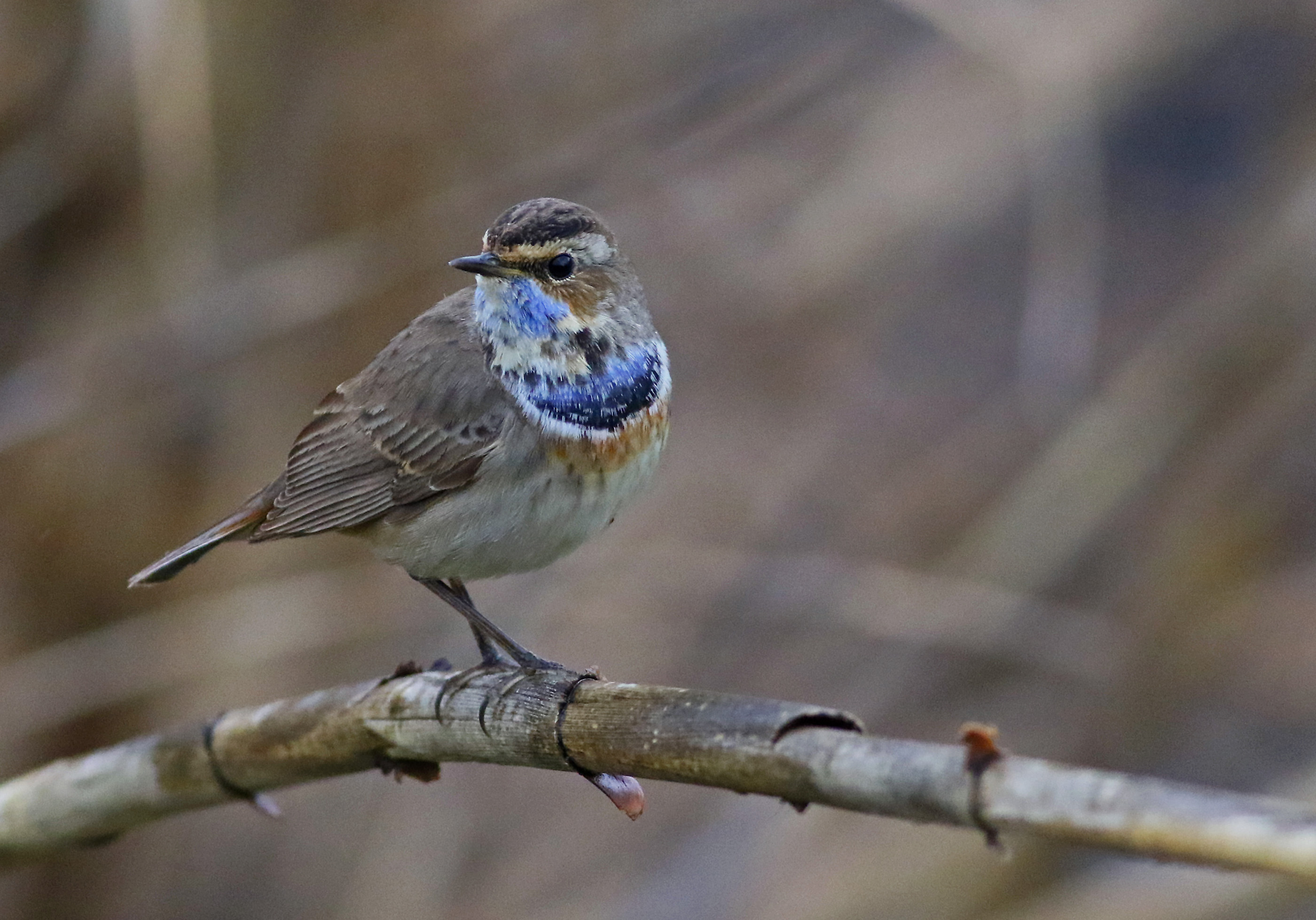 Bluethroat